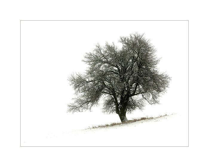 ... soliter ...