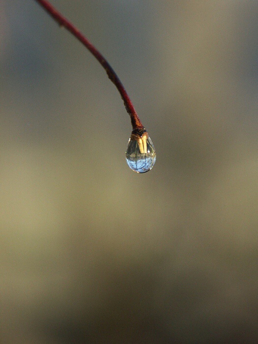 ...poslední kapka ?...
