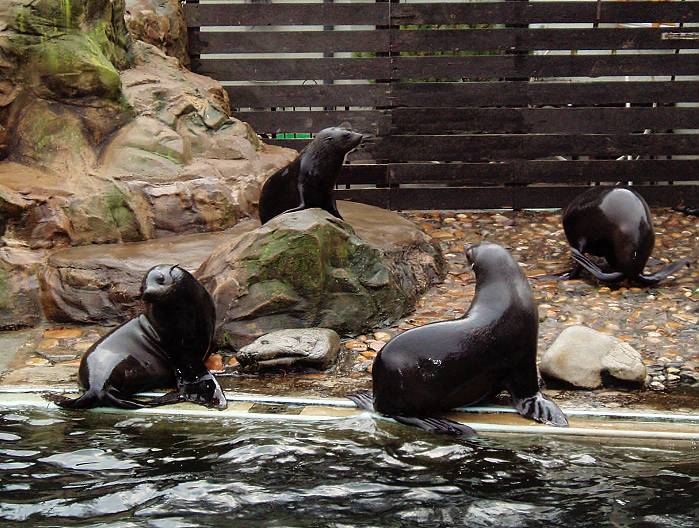 V ZOO