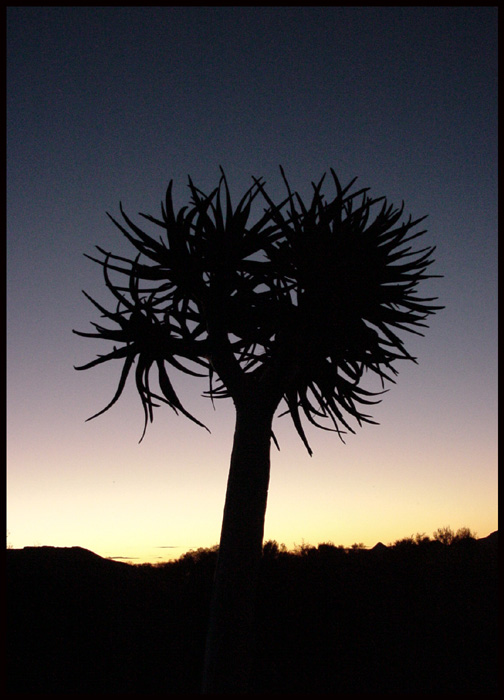 KOKERBOOM