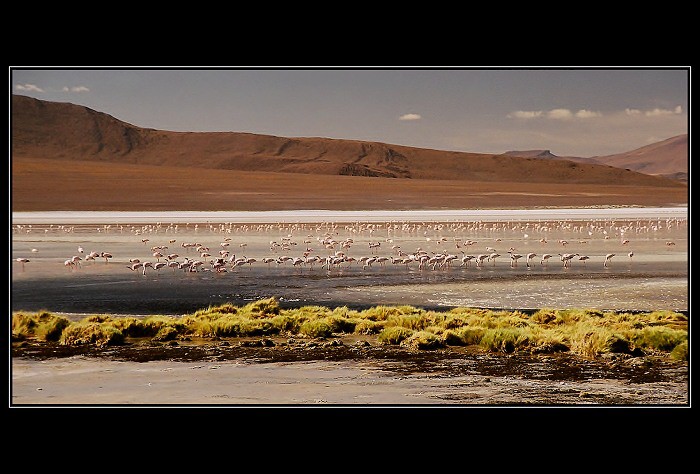 Bolivie - Salar, ráj plameňáků
