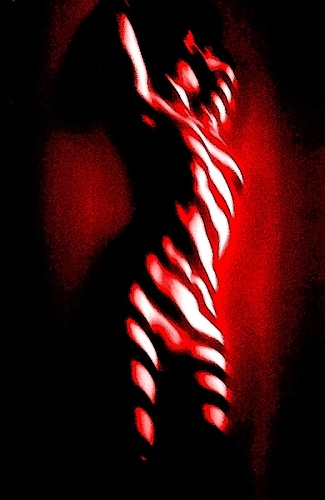 zebra
