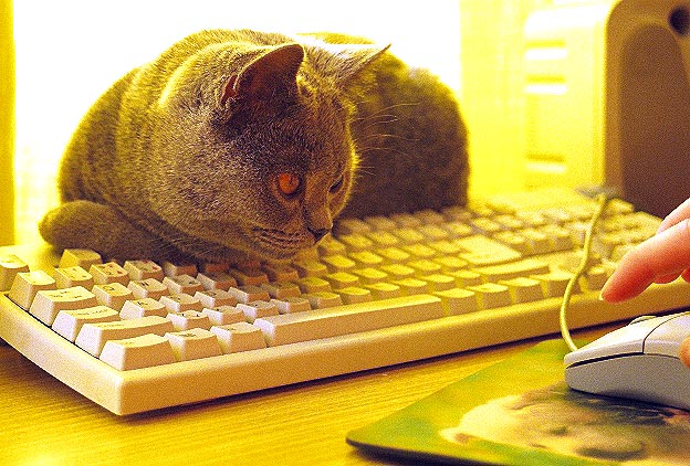 Myš, jo? A kde??