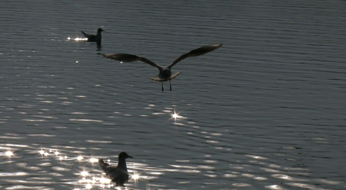 Landing