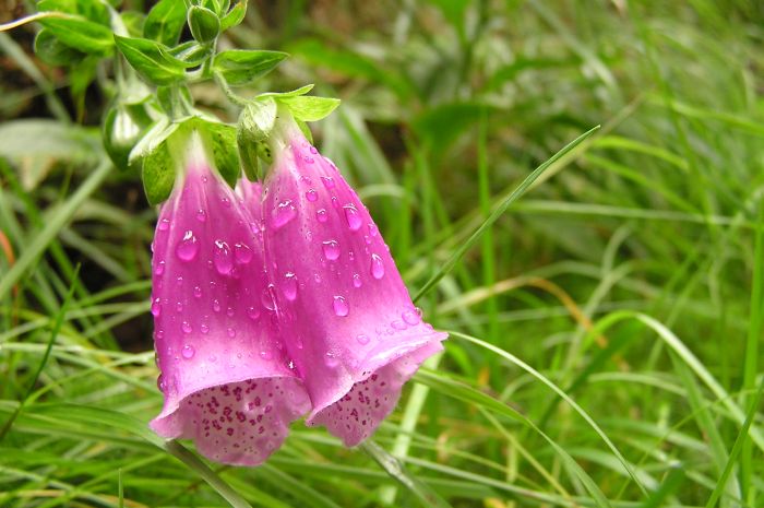 Rosa
