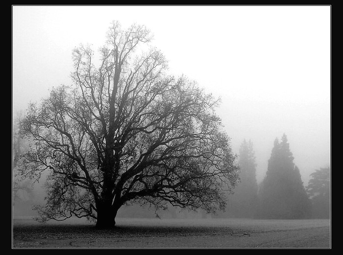 Mlhavá melancholie