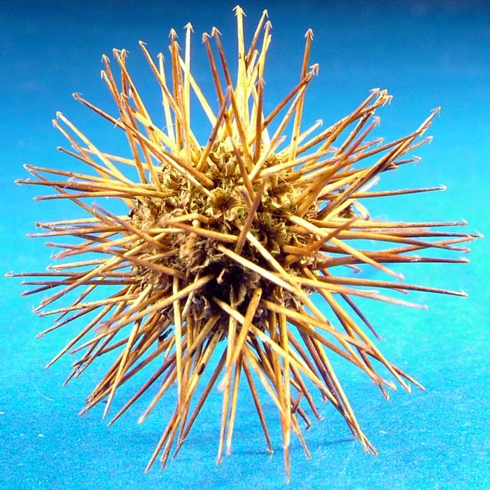 Acaena microphylla - plod