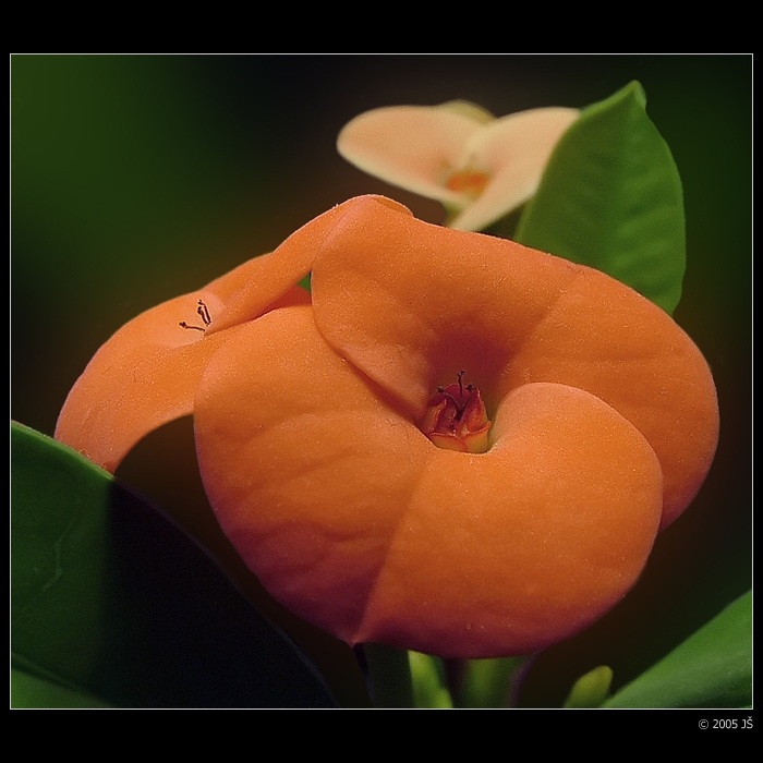 Euphorbia milii