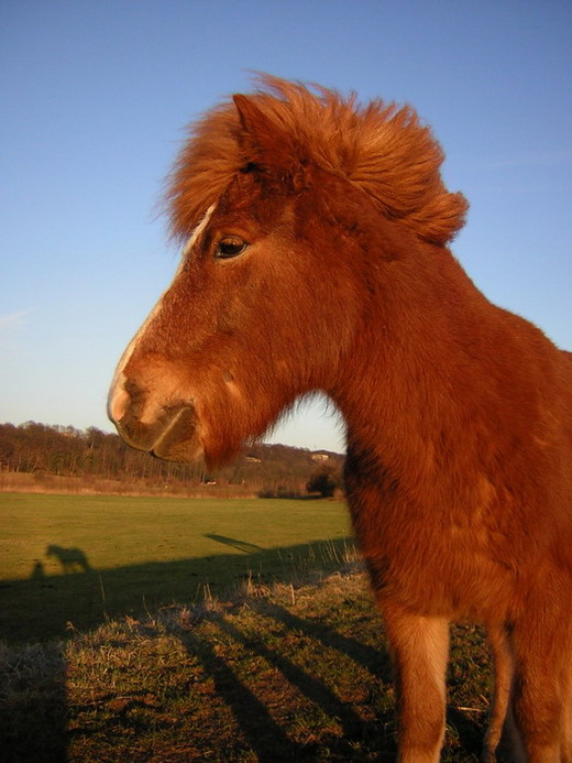 holandsky pony