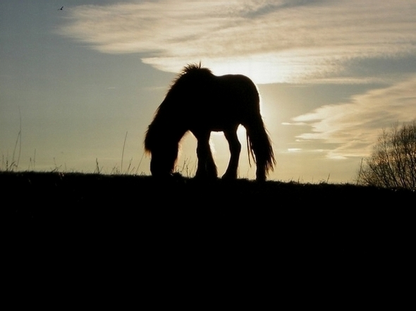 pony na dijku