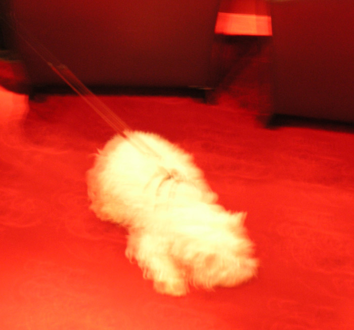 Kasino