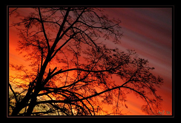 Orange Tree