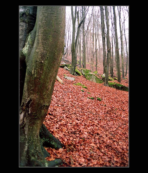 Zelená hora na podzim