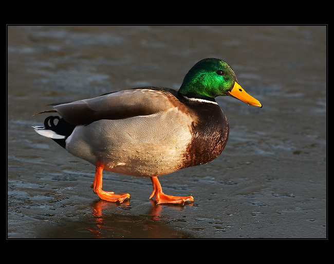 Na ledě