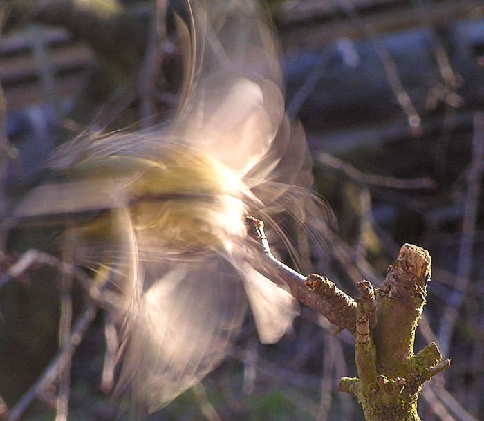 Pokus o zachycení pohybu