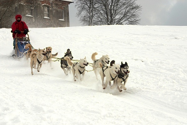 Mush go!