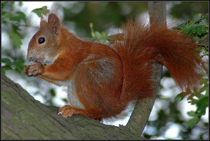 <b>CHIP a nebo DALE ?</b><br><b>