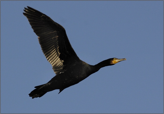 <b>KORMORÁN</b><br><b>