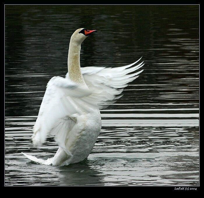 <b>vyzvání k tanci</b>