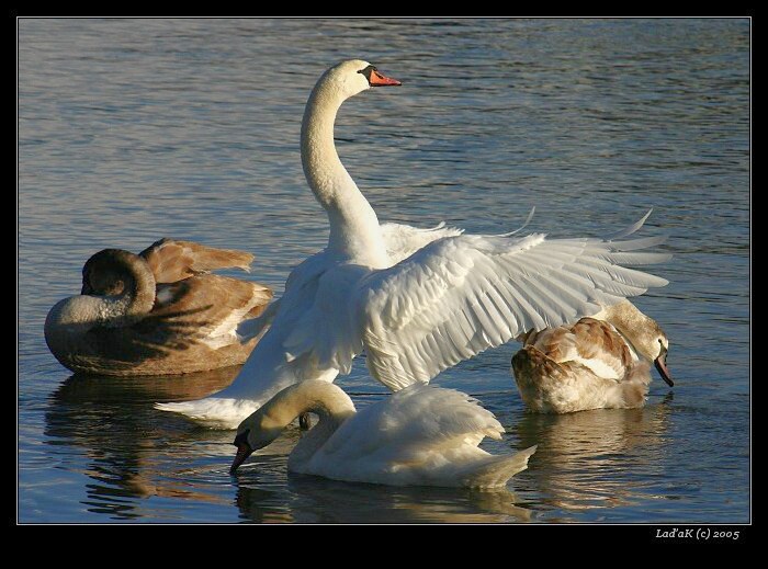 <b>Já su tady šéf!!</b>