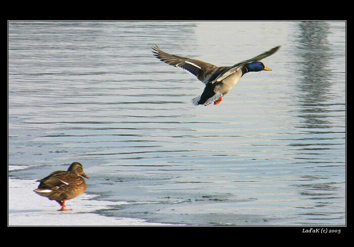 <b>...odlétám...</b>