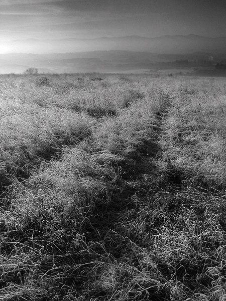 Ranní hebkou trávou