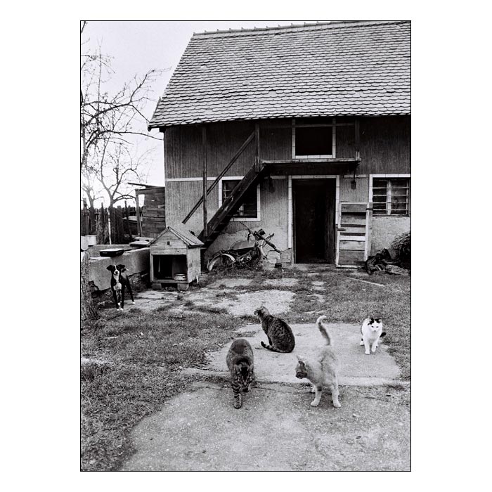 Čtyři kočky a pes