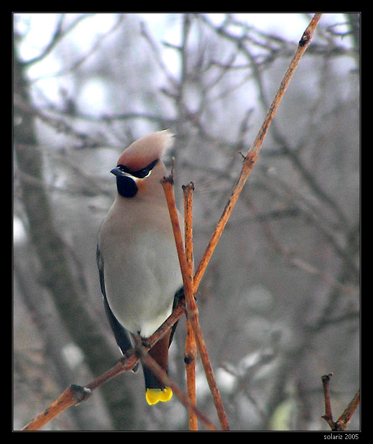 Chochláč severský (Bombycilla garrulus)