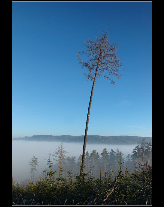 Strom ohnutý a ráno