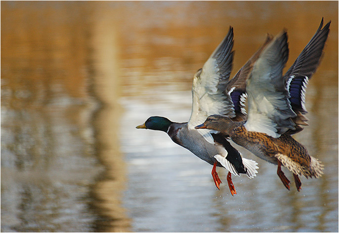 Synchronized