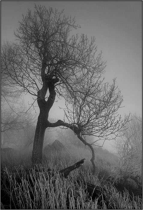 obrázky z hmly - V.