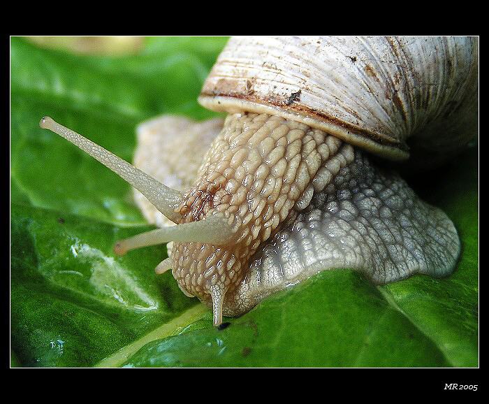slizoun