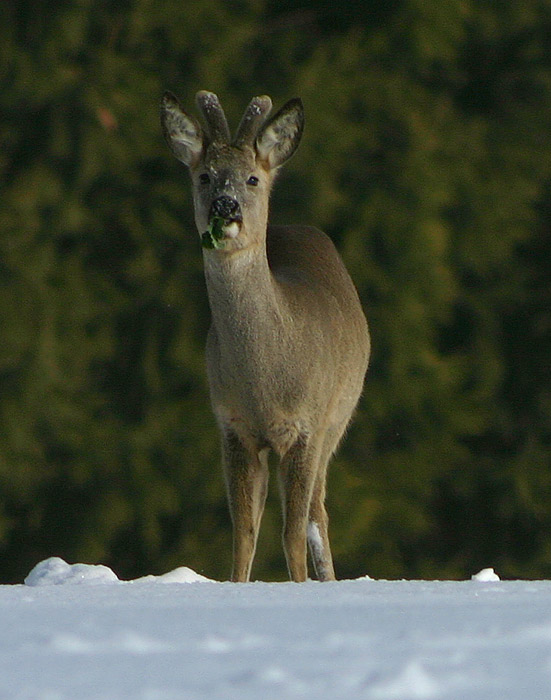 svačina