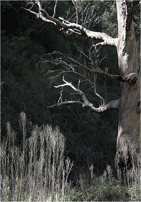 Nasvícené usychání