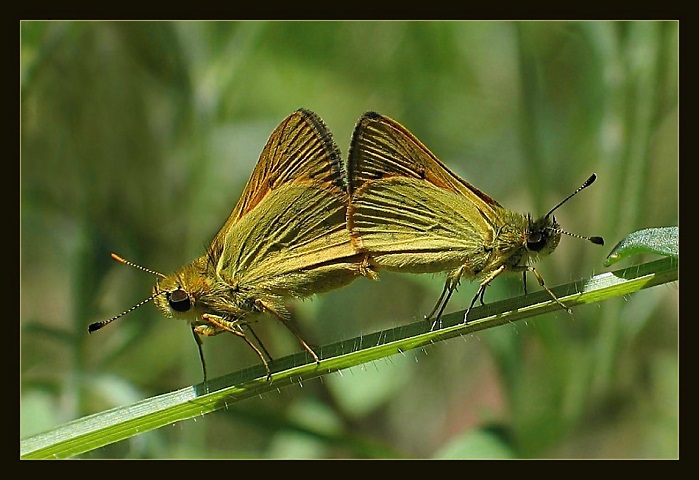 Láska na stéblu trávy