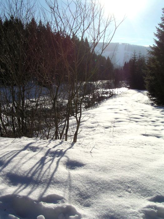 Zima