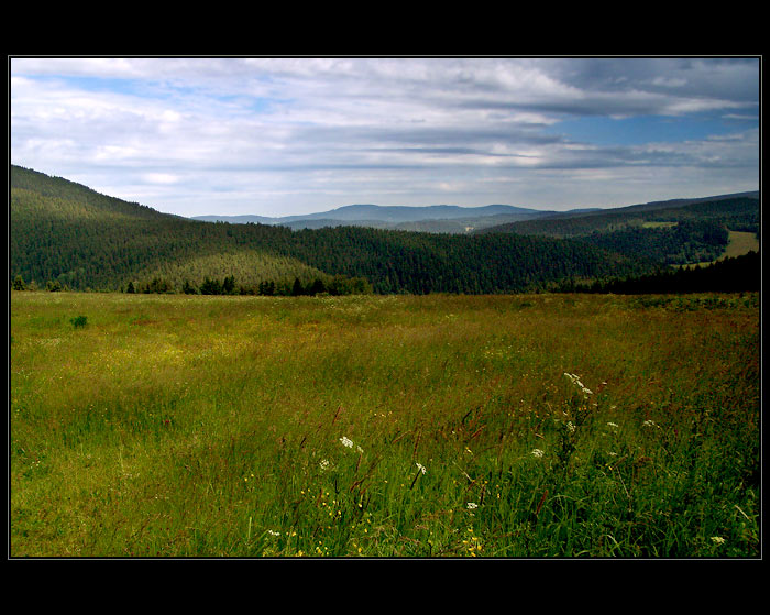 ...luční kvítí ze Šumavy...