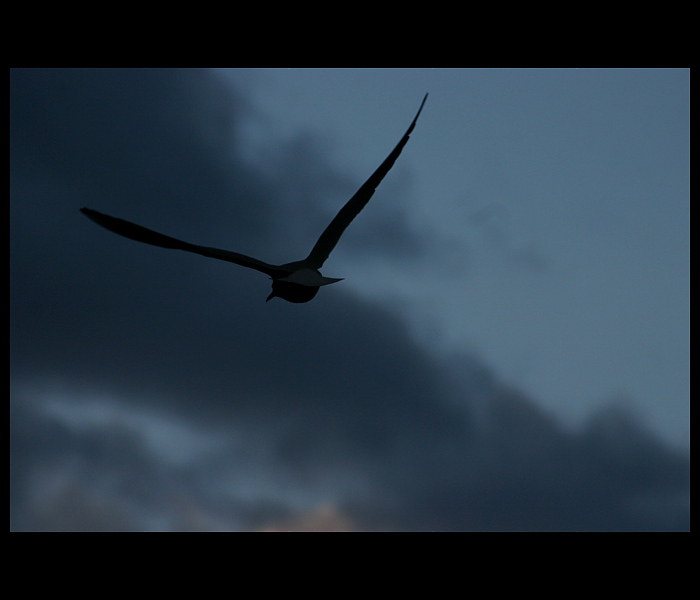 .:Freedom Wings:.
