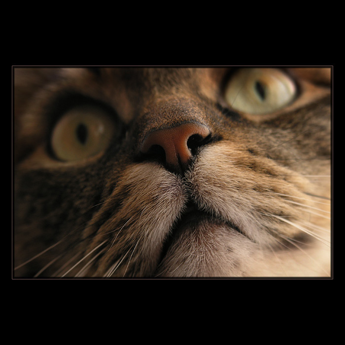 <b>... Ňufko ...</b><br>