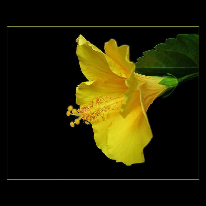 prostě... žlutý ibišek