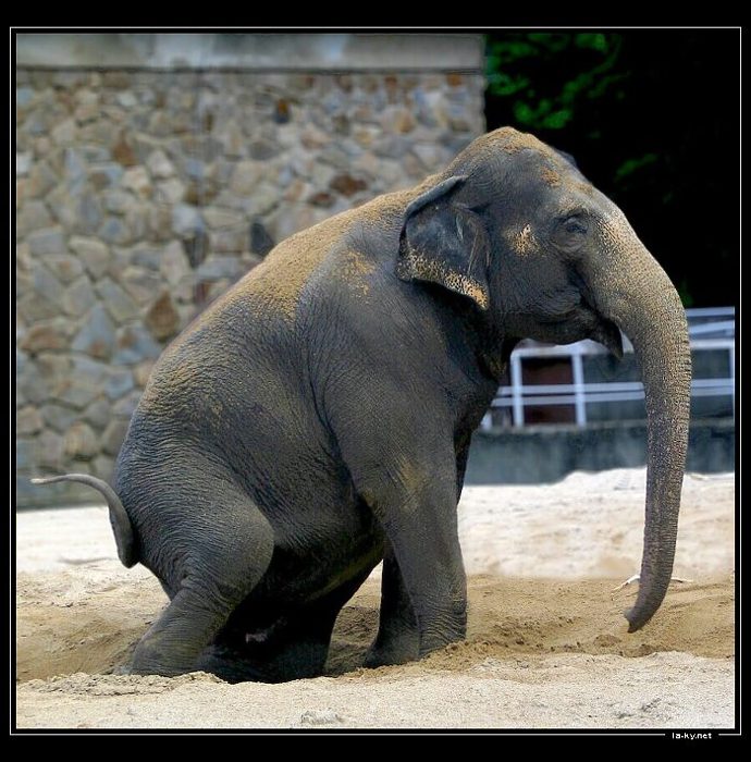 elefant