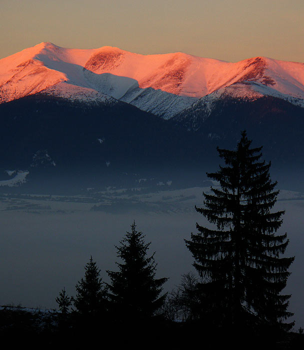 Roháčofka zapadová