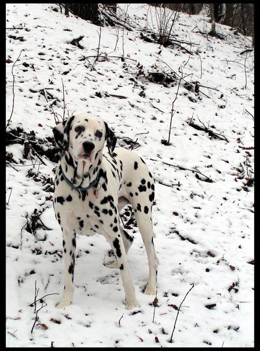 ... pes pro boj ve sněhu