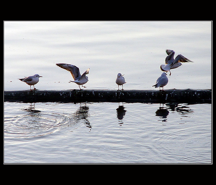 <b> river dancers </b>