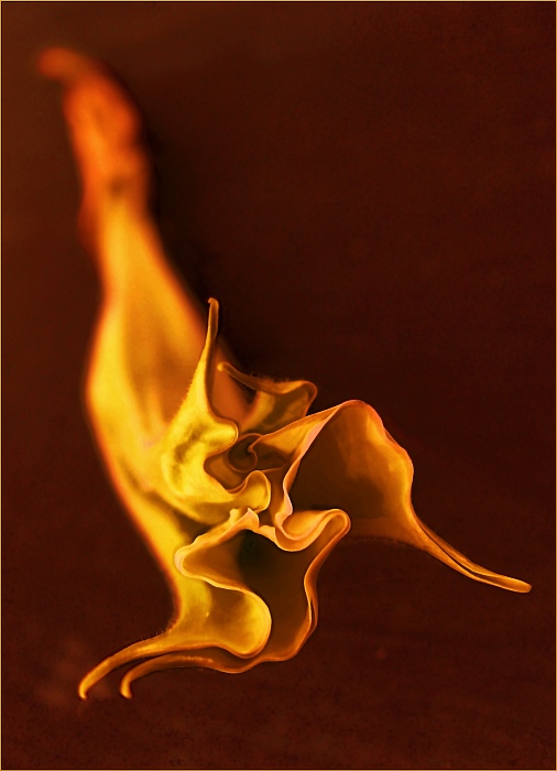 Trumpeta