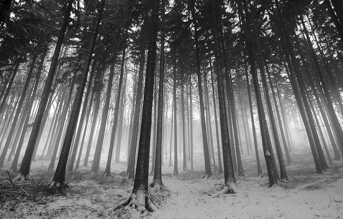 ....... SVĚTLO V LESE .......