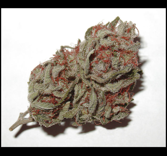 skunk