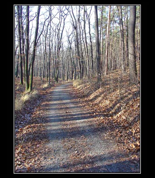 v zajetí stromů