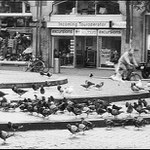 Ptáci II. <i>(aneb Hitchcock by měl radost)</i>