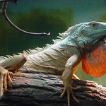 větvička s pozadím leguána